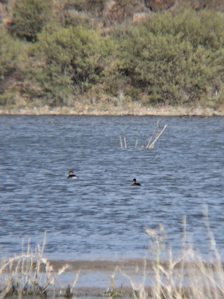 potápka černokrká - ML646191166