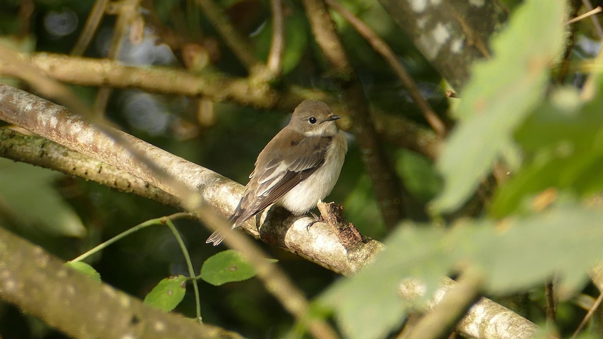 European Pied Flycatcher - ML646191167