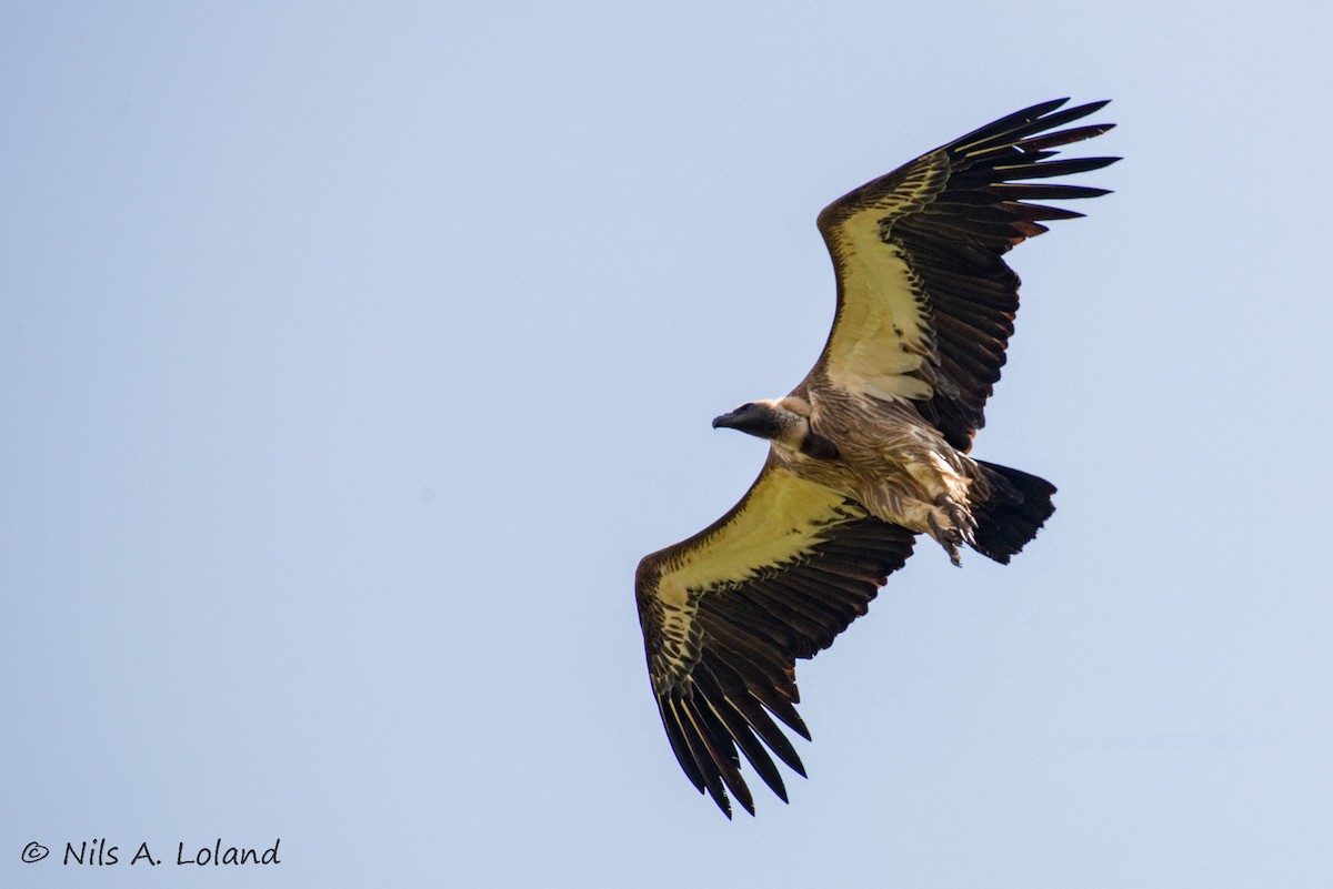 White-backed Vulture - ML646191169