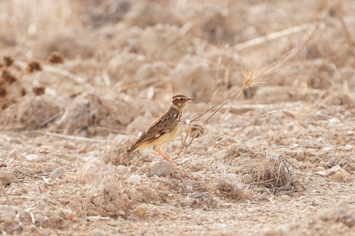 חוגת עצים - ML646191173