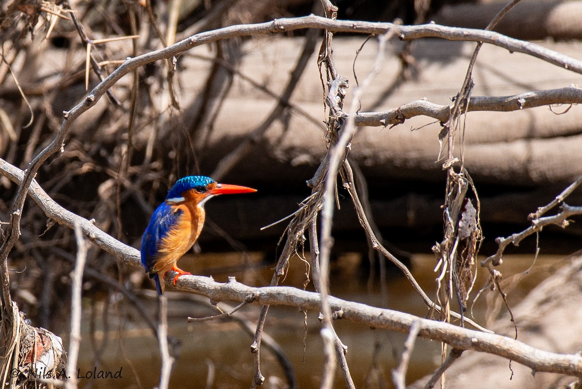 Malachite Kingfisher - ML646191175
