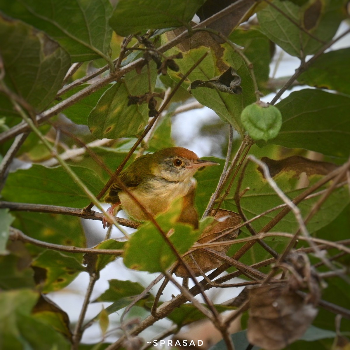 Common Tailorbird - ML646191178