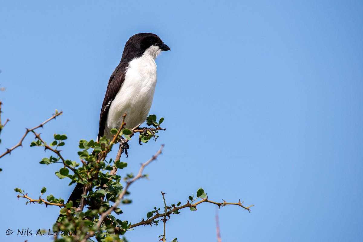 Long-tailed Fiscal - ML646191185