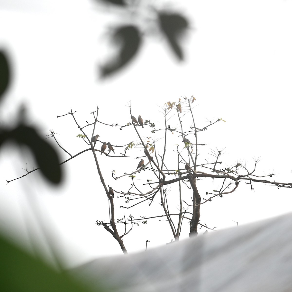 Chestnut-tailed Starling - ML646191192