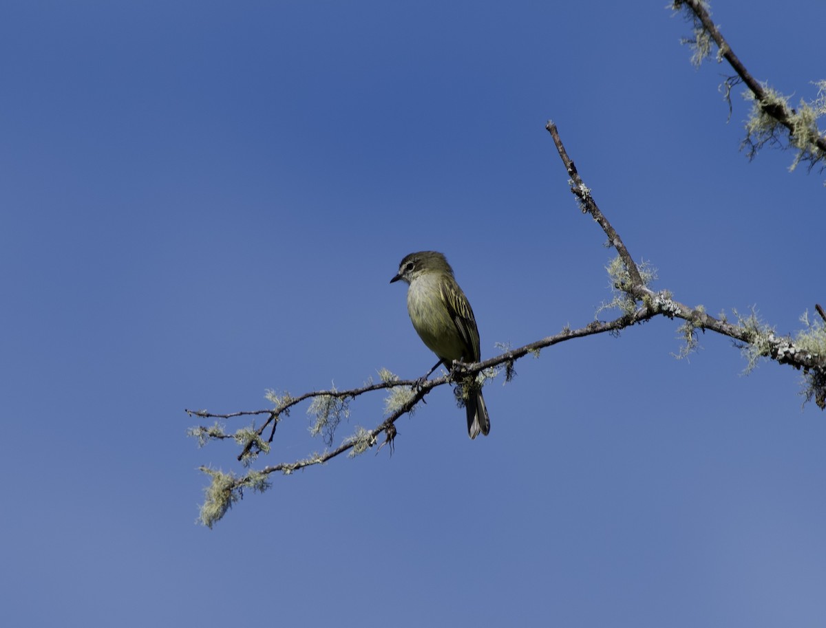 Spectacled Tyrannulet - ML646191193