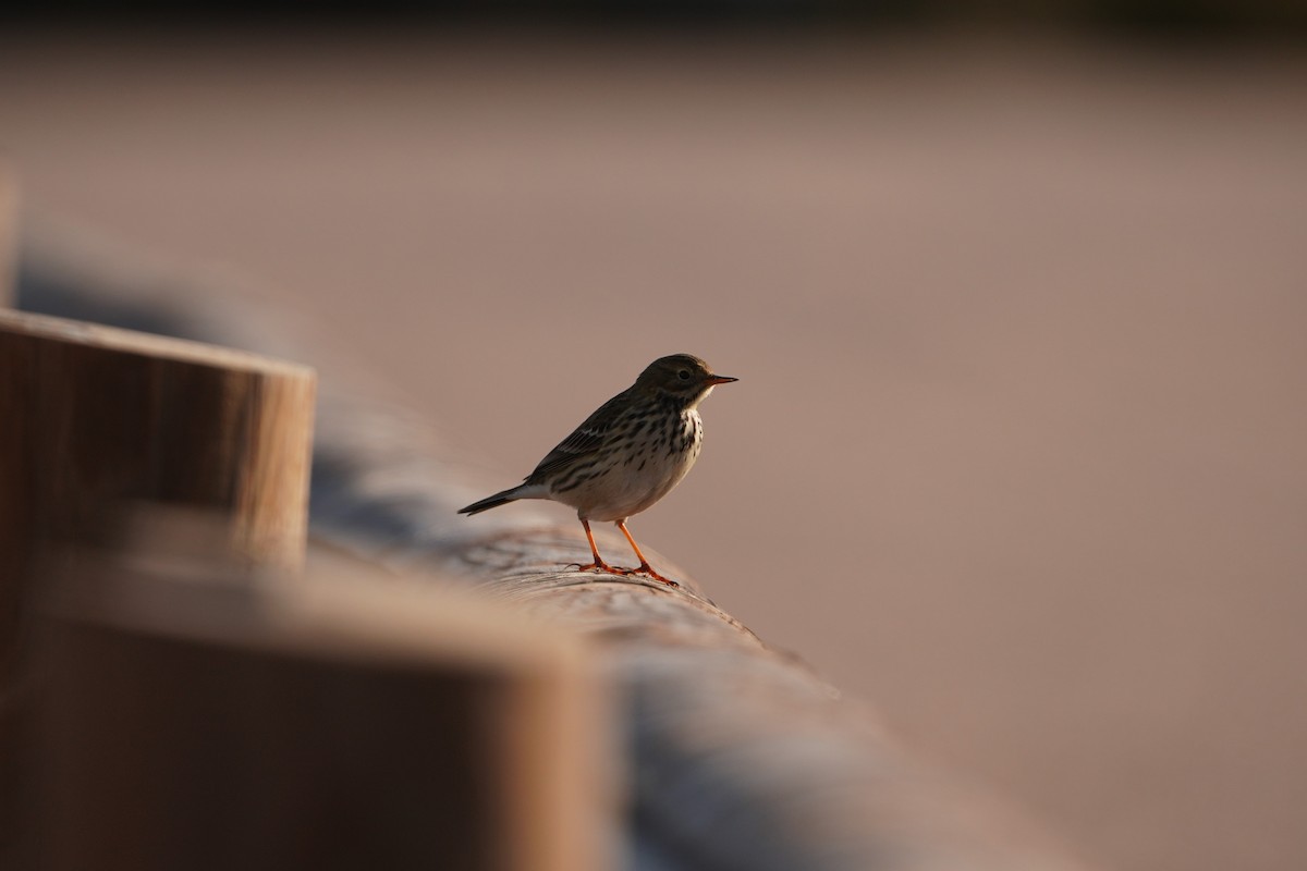 Meadow Pipit - ML646191195