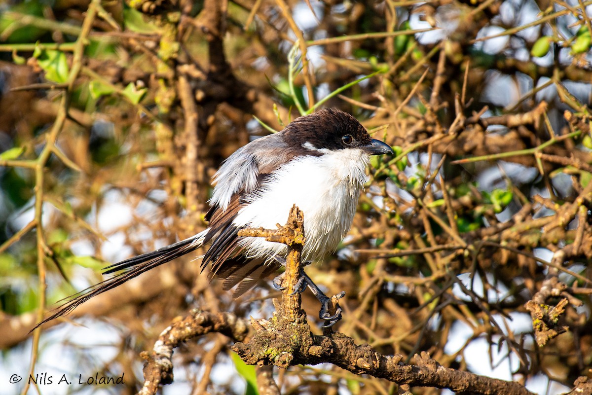 Northern Fiscal - ML646191196