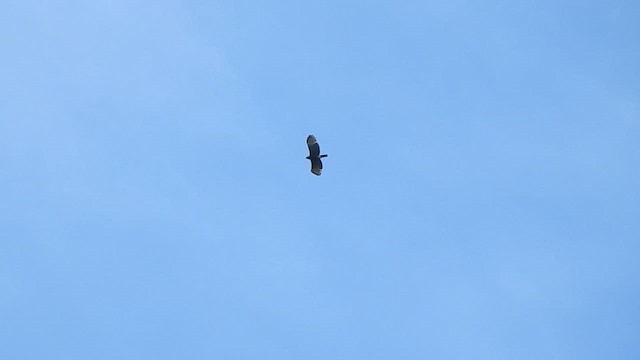 Black Hawk-Eagle - ML646191198