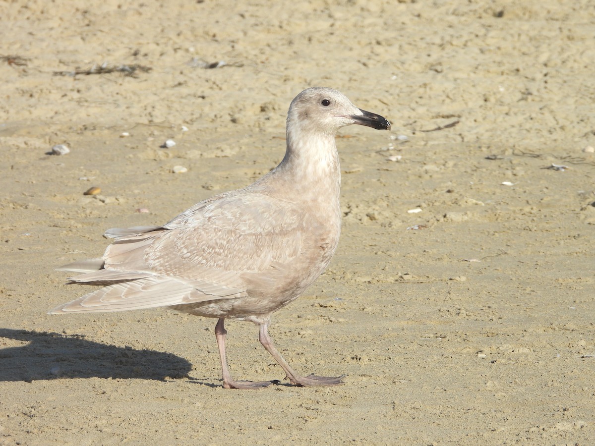 Glaucous-winged Gull - ML646191199