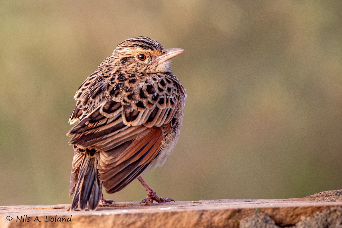 Sentinel Lark - ML646191202