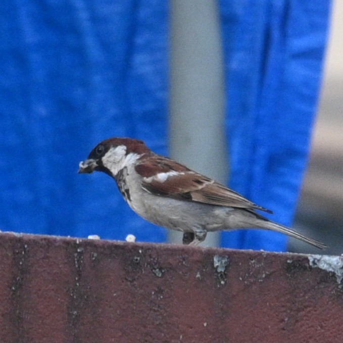 House Sparrow - ML646191208
