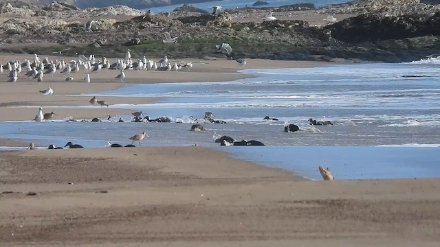 Surf Scoter - ML646191211