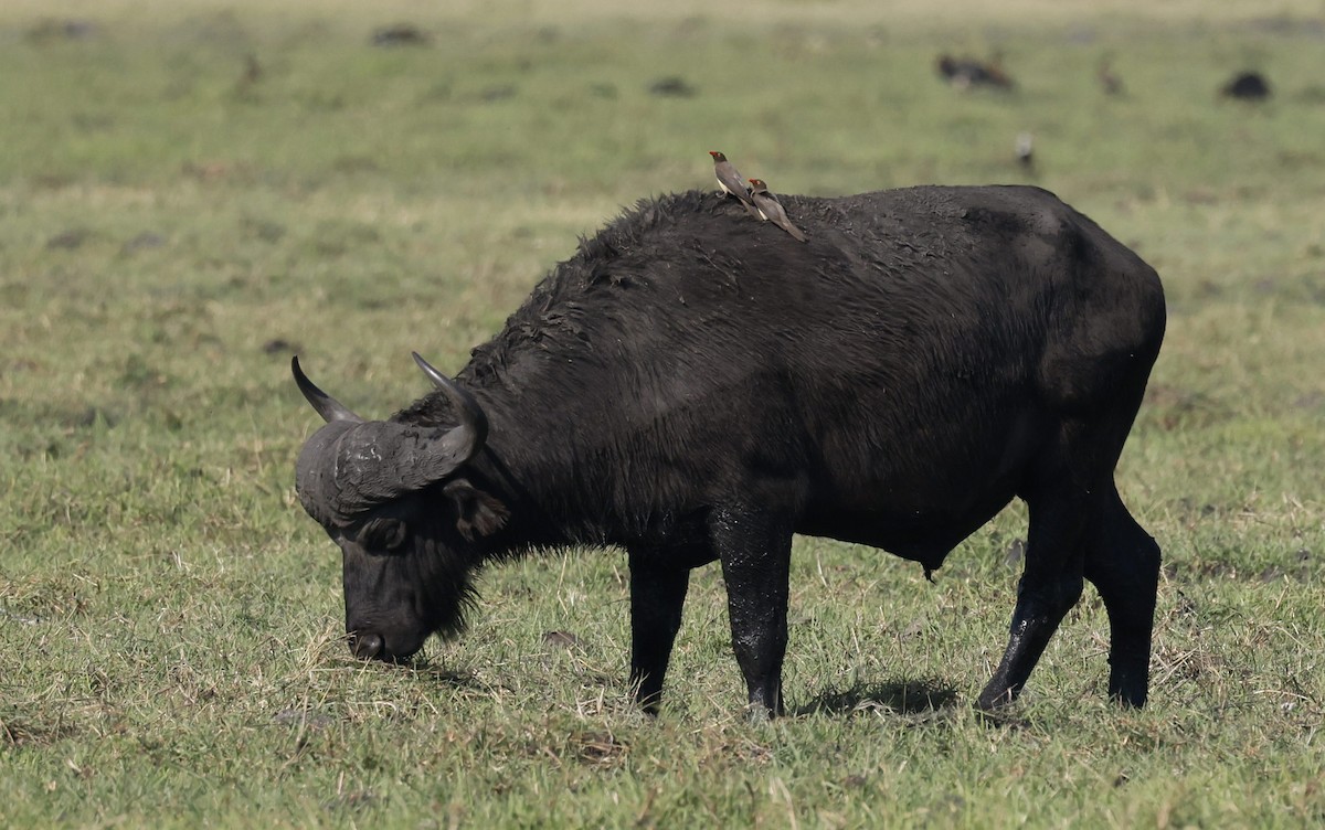 Red-billed Oxpecker - ML646191214