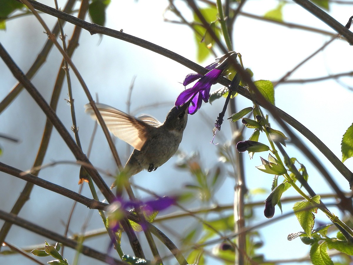 Black-chinned Hummingbird - ML646191217