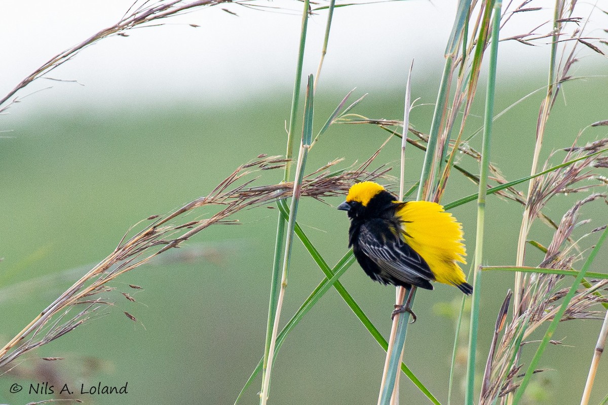 Yellow-crowned Bishop - ML646191220