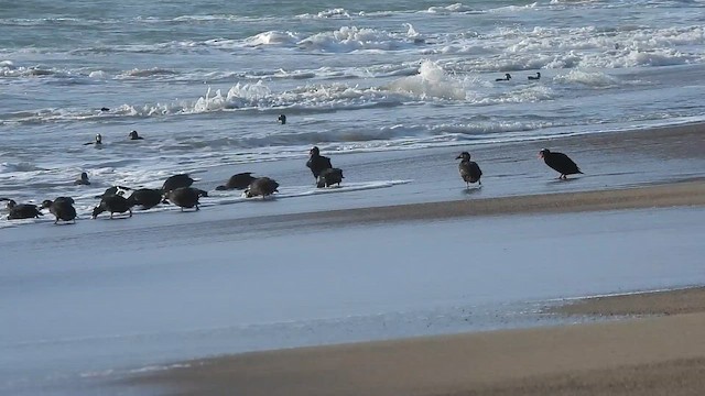 Surf Scoter - ML646191224