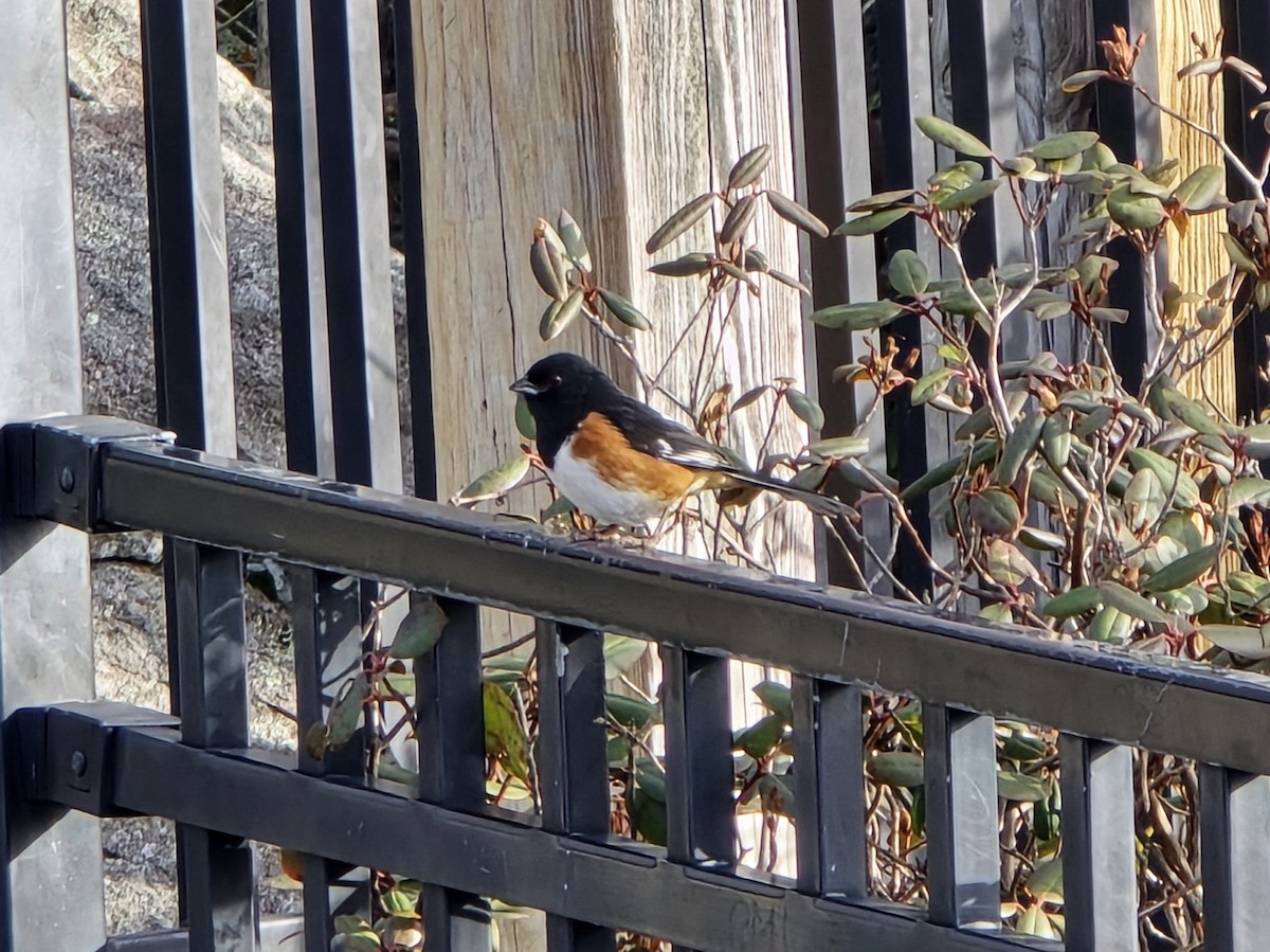 Eastern Towhee - ML646191237
