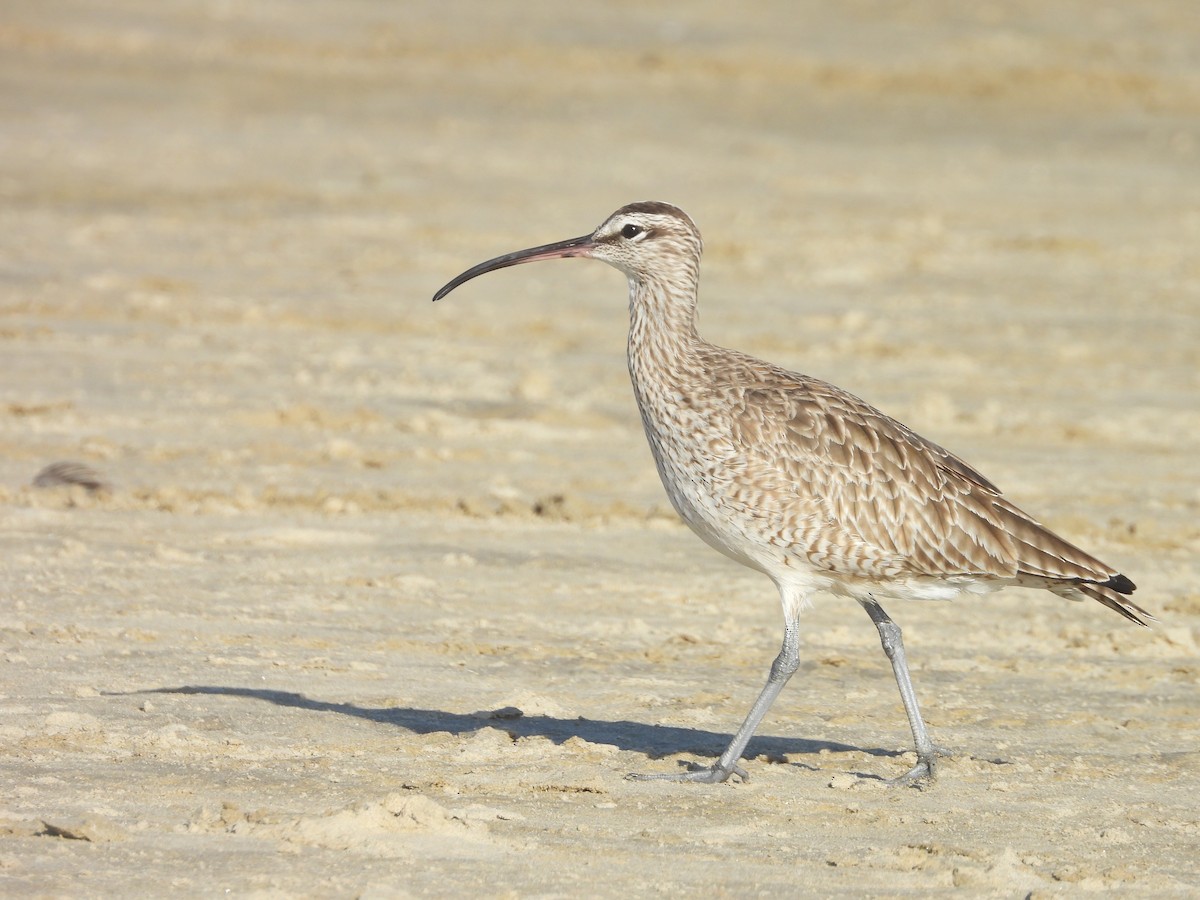 Hudsonian Whimbrel - ML646191249