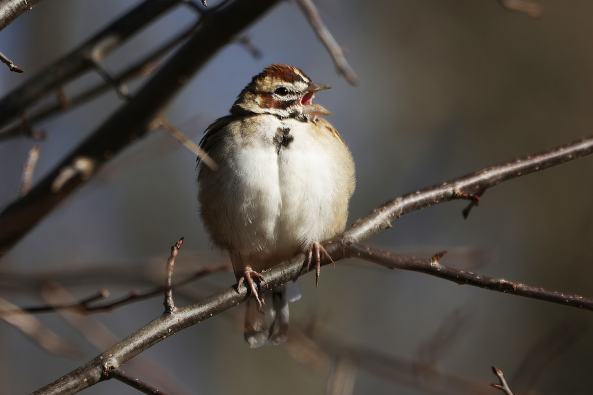 Lark Sparrow - ML646191254