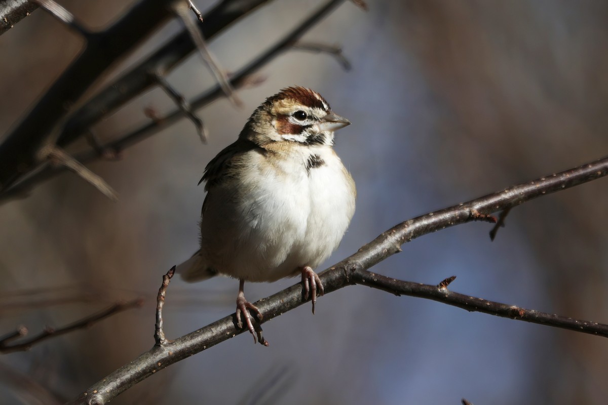 Lark Sparrow - ML646191255