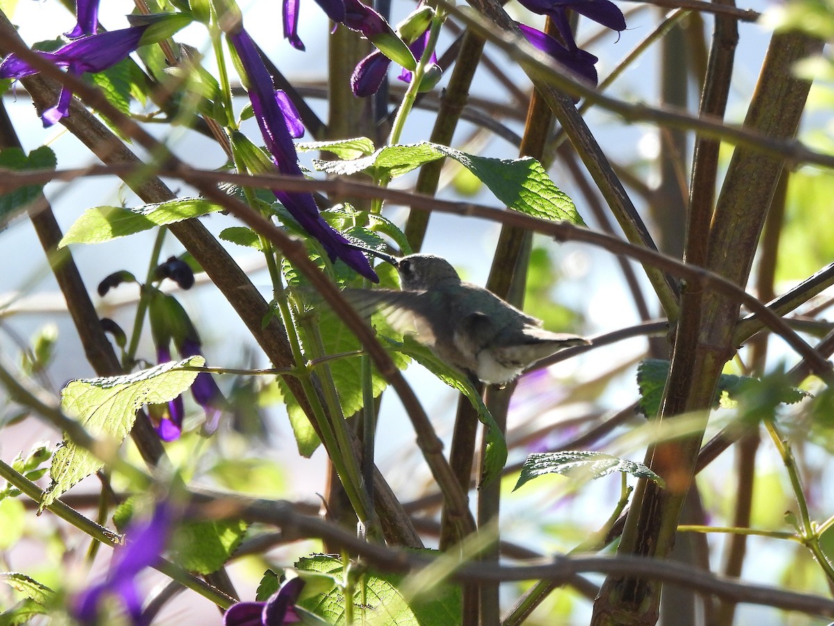 Black-chinned Hummingbird - ML646191263