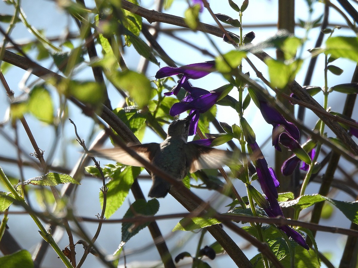 Black-chinned Hummingbird - ML646191264