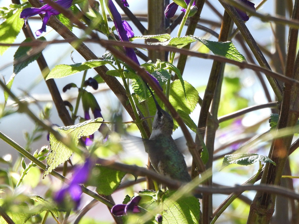 Black-chinned Hummingbird - ML646191265