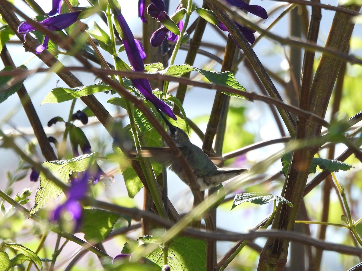 Black-chinned Hummingbird - ML646191266