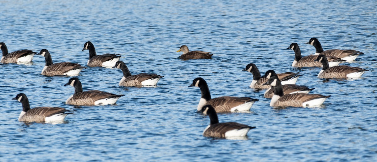 Canada Goose - ML646191270