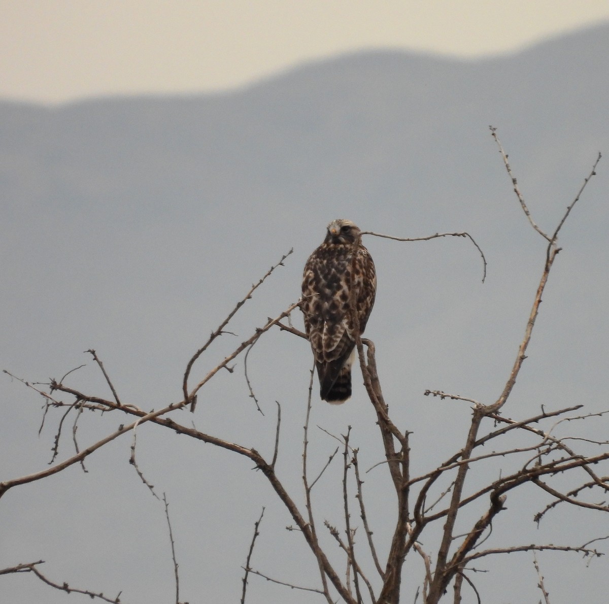 Rough-legged Hawk - ML646191271