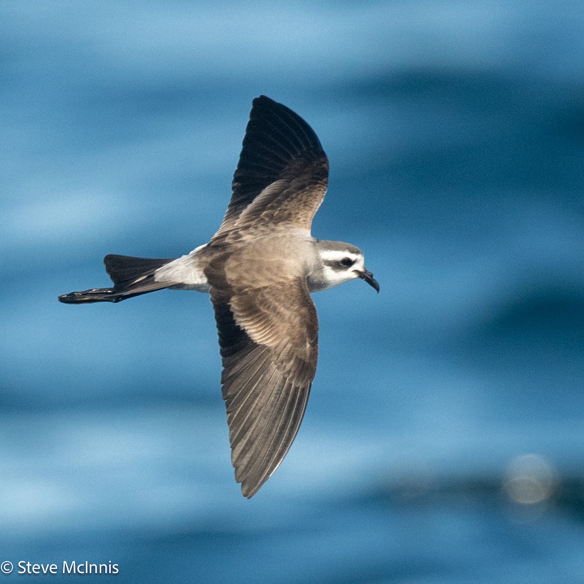 fregattstormsvale - ML646191273