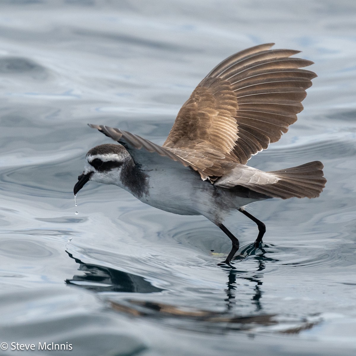 fregattstormsvale - ML646191275