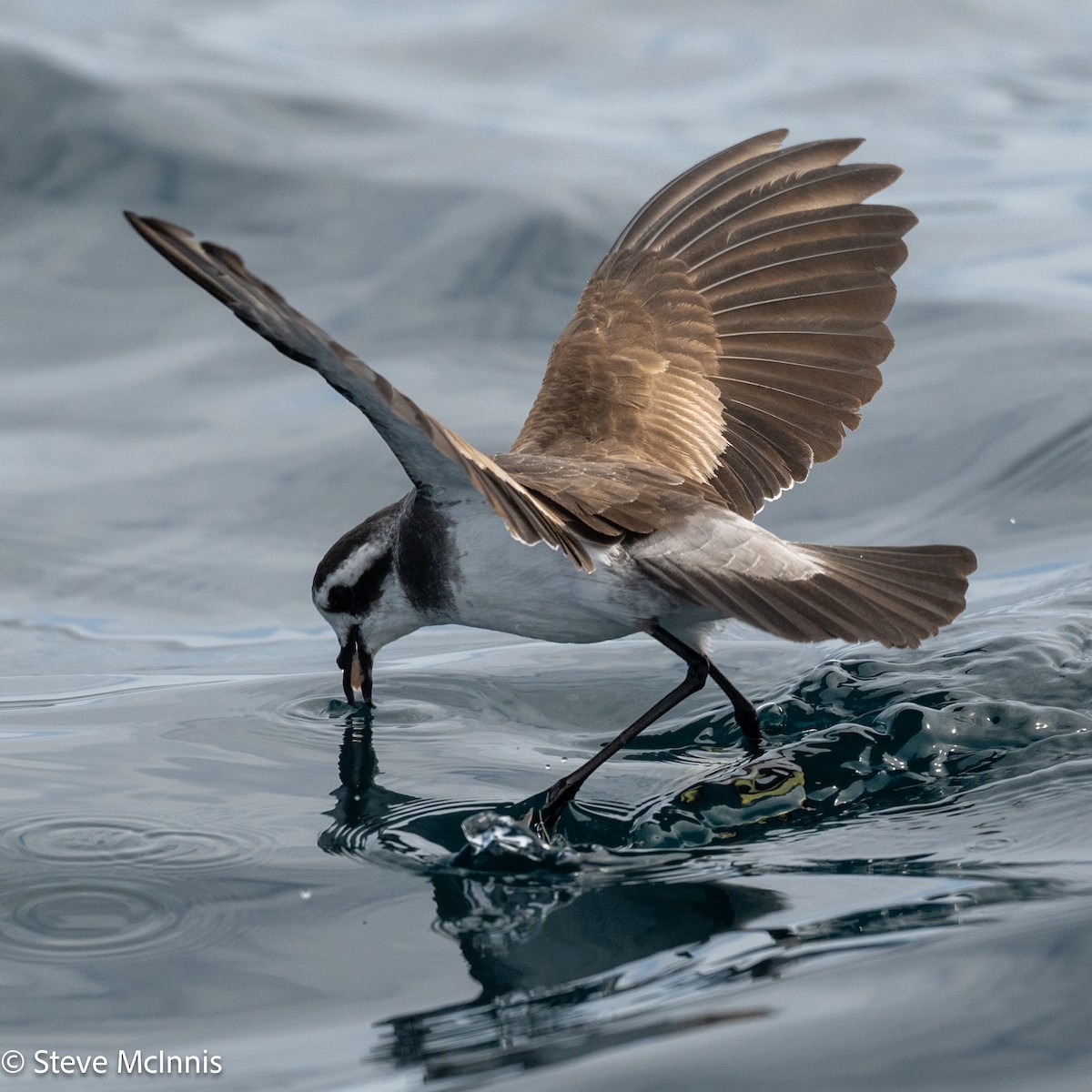 fregattstormsvale - ML646191276