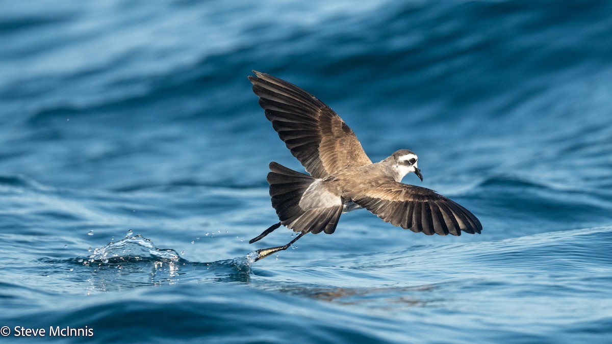 fregattstormsvale - ML646191277