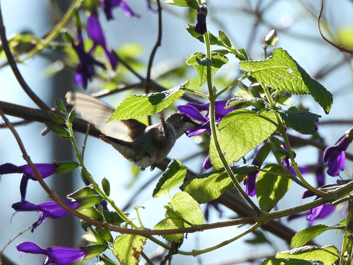 Black-chinned Hummingbird - ML646191278