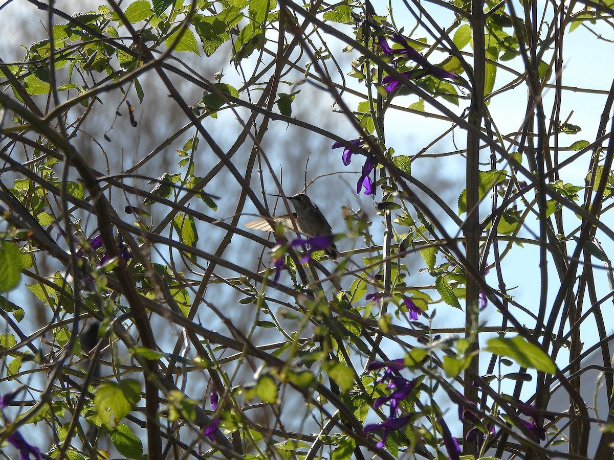 Black-chinned Hummingbird - ML646191279