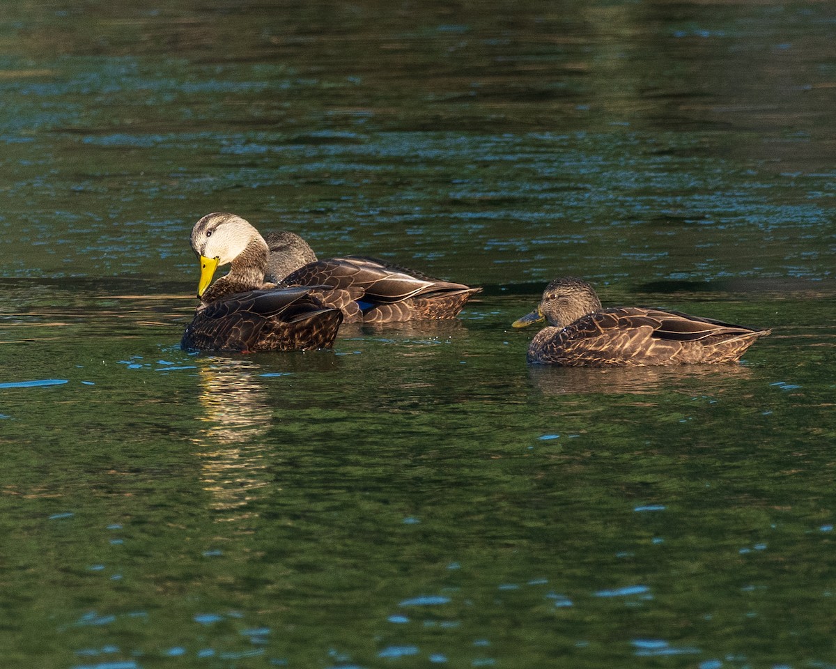 American Black Duck - ML646191281