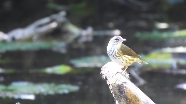 Louisiana Waterthrush - ML646191282