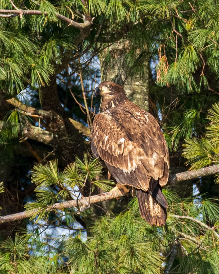 Орлан білоголовий - ML646191284