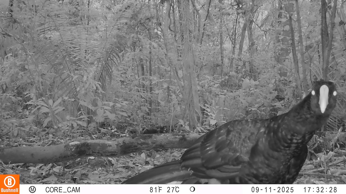 Razor-billed Curassow - ML646191287