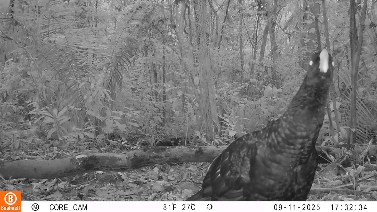Razor-billed Curassow - ML646191288