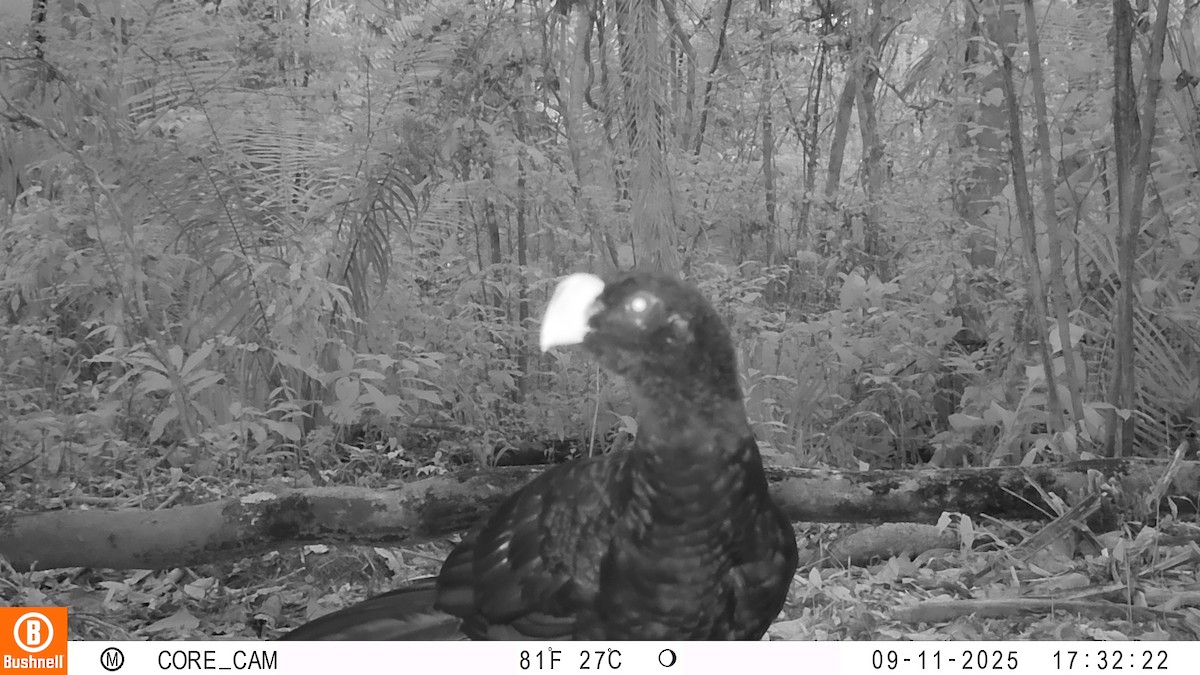 Razor-billed Curassow - ML646191291