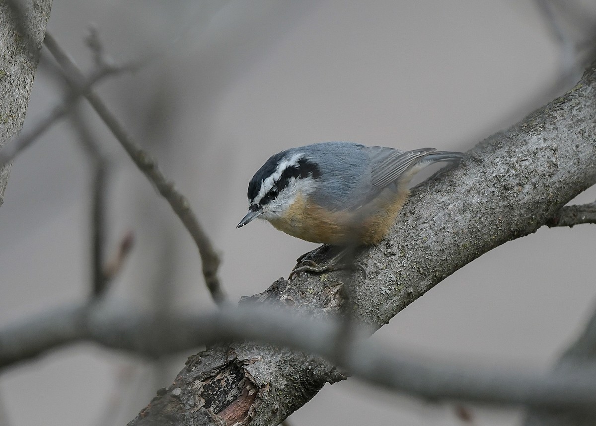 Red-breasted Nuthatch - ML646191298