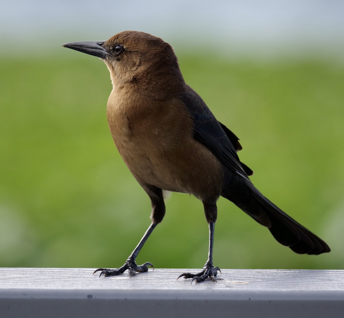 Boat-tailed Grackle - ML646191299