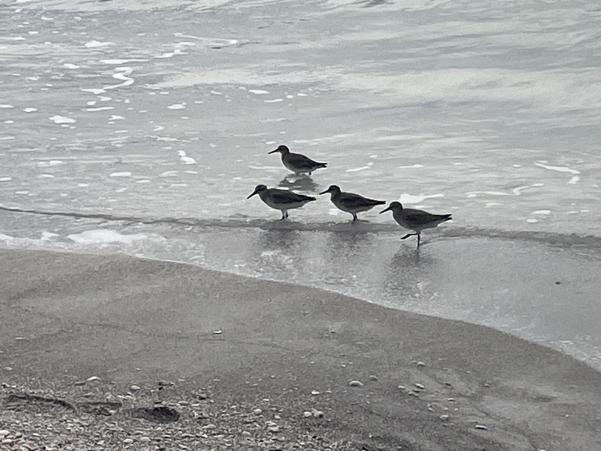 jespák rezavý - ML646191306