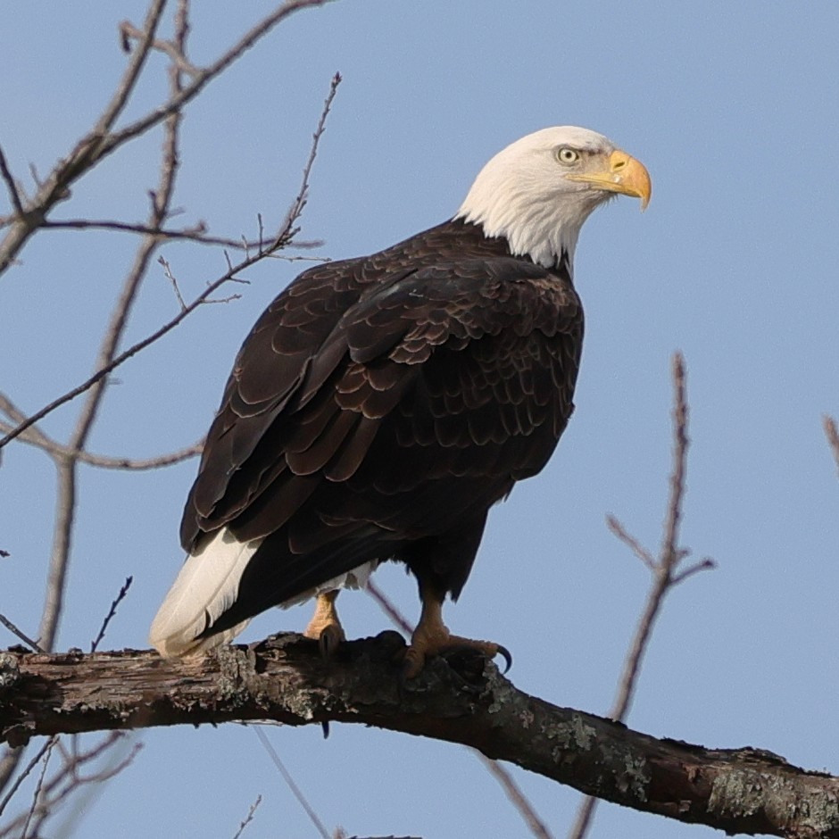 Орлан білоголовий - ML646191312