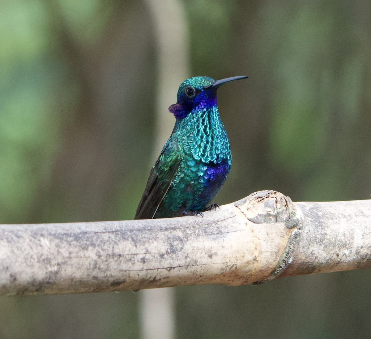 Colibrí Rutilante - ML646191319
