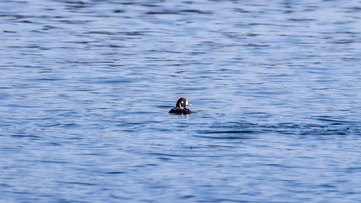 Harlequin Duck - ML646191323