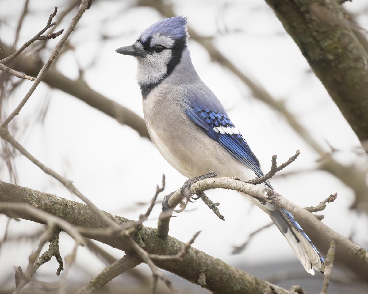 Blue Jay - ML646191324