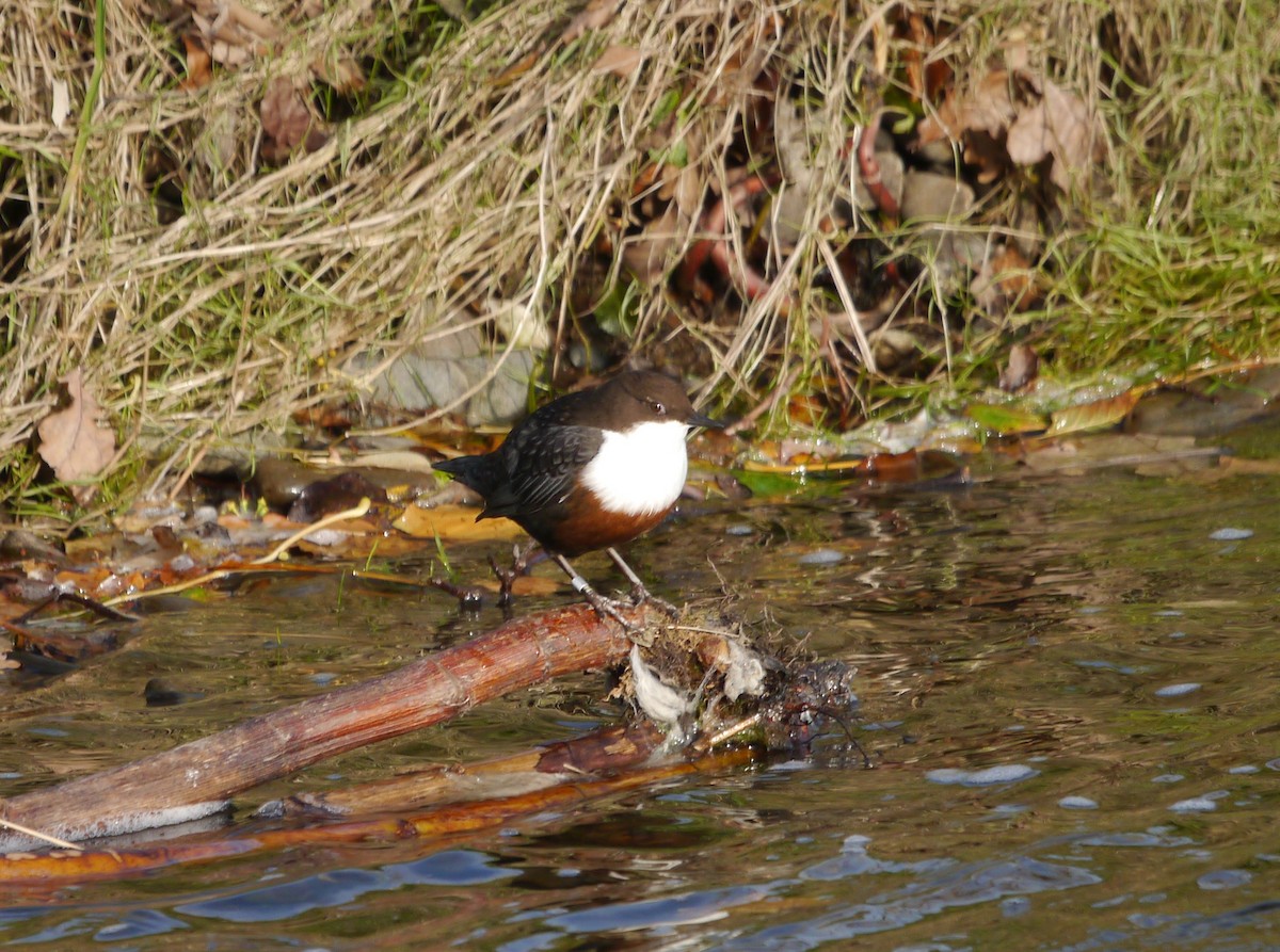 White-throated Dipper - ML646191326